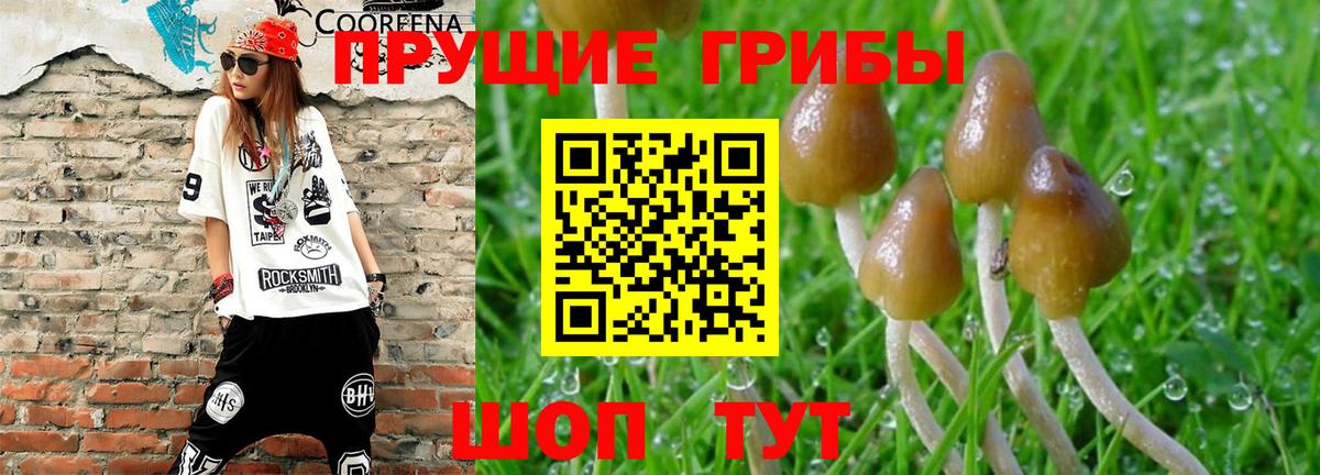 Псилоцибиновые грибы GOLDEN TEACHER Горячий Ключ
